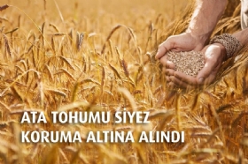 Siyez Tohumdan Gelecee Projesiyle Koruma Altna Alnd