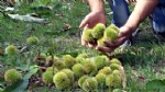 Kastamonu ve Sinop Kestanesi ��in AB Projesi