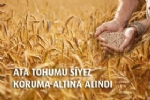 Siyez Tohumdan Gelecee Projesiyle Koruma Altna Alnd