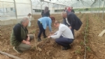 KUZKA Desteiyle Kurulan Serada Kadnlar retime balad